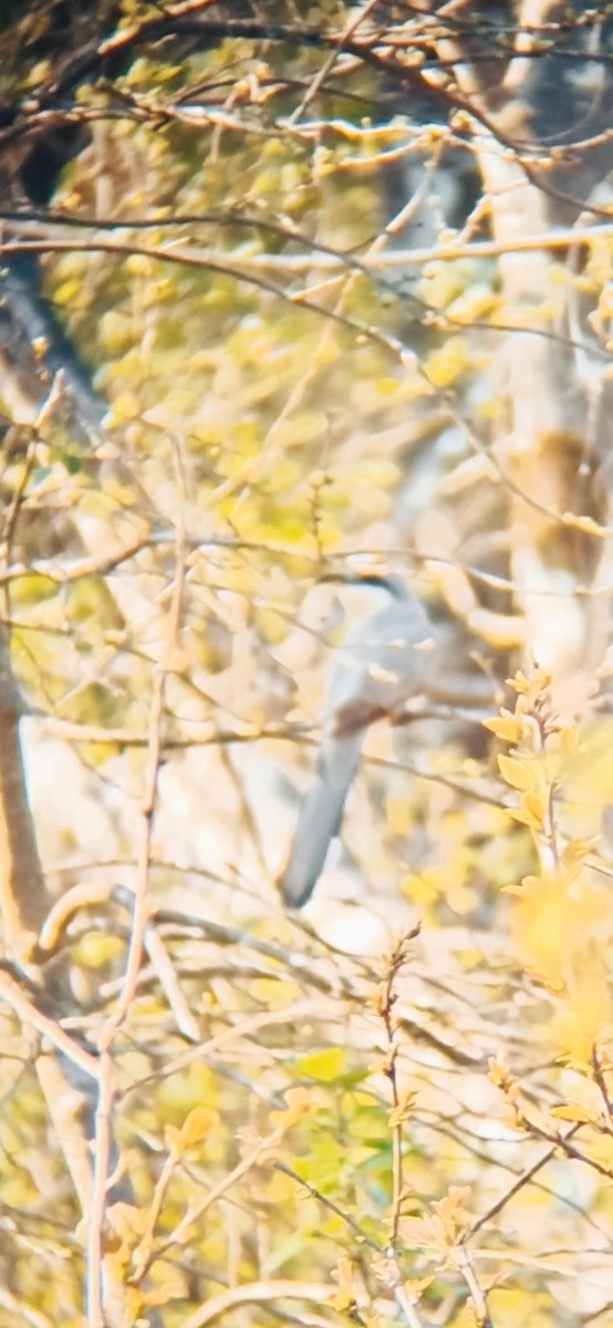 Mangrove Cuckoo - ML620889610