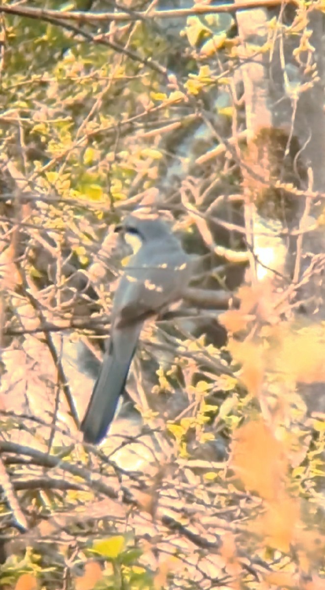 Mangrove Cuckoo - ML620889613