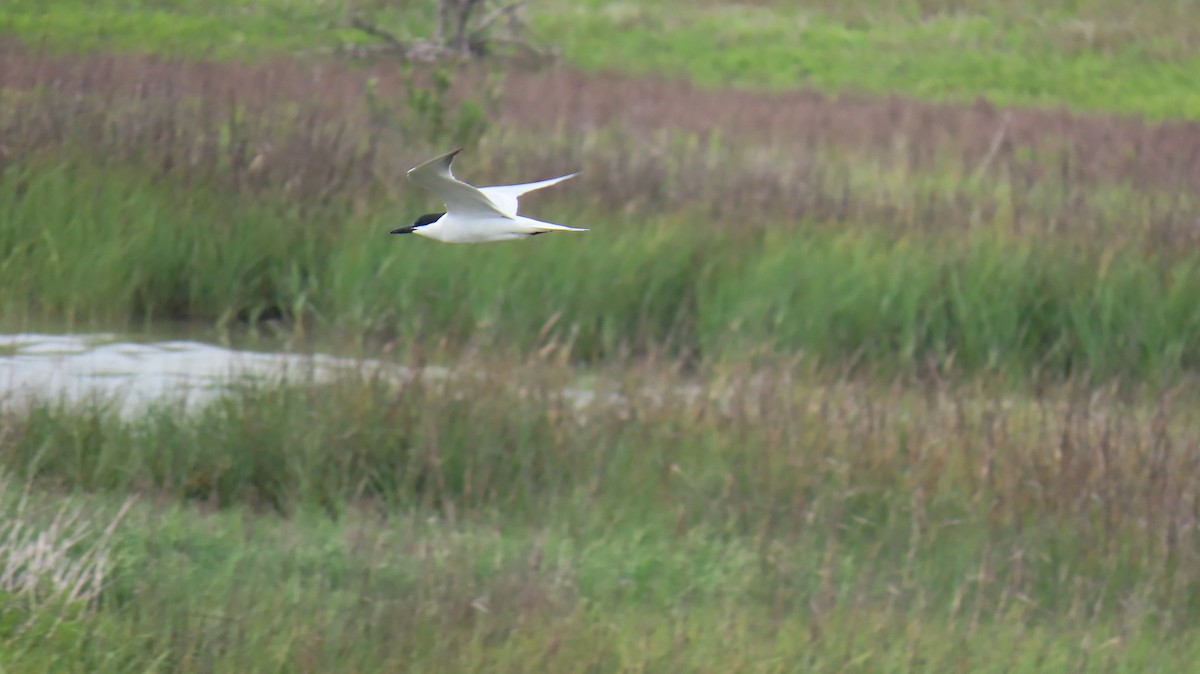 Gull-billed Tern - Ann Kovich