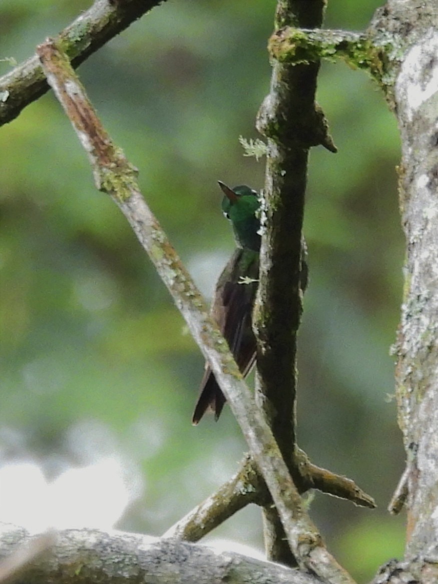 Green-bellied Hummingbird - ML620889625