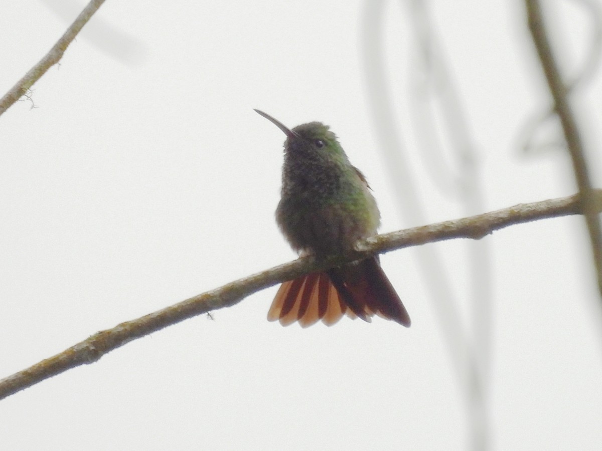 Green-bellied Hummingbird - ML620889626