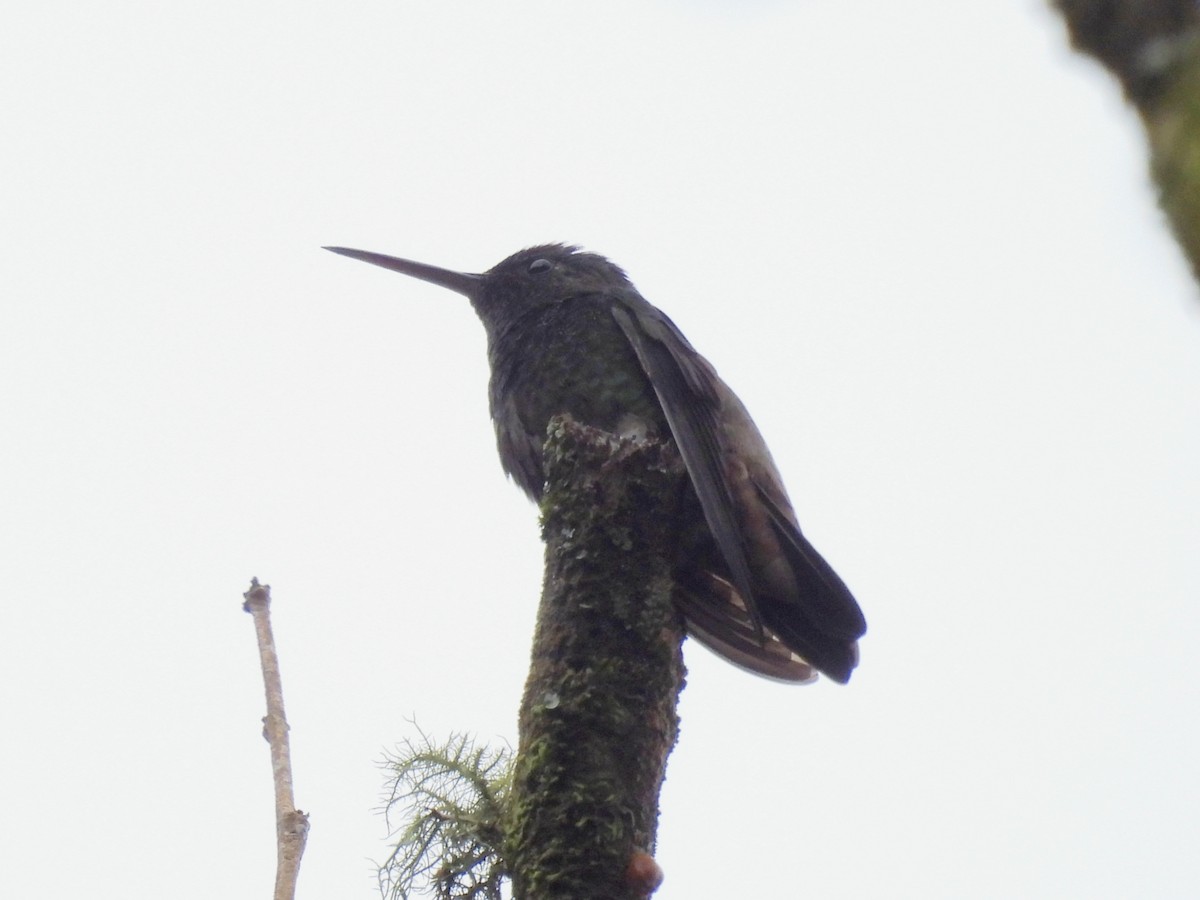 Green-bellied Hummingbird - ML620889627