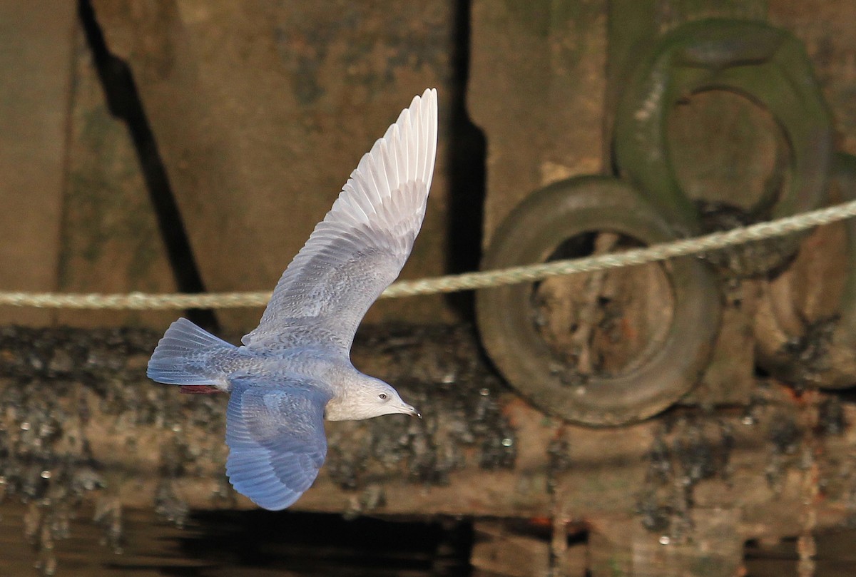 Iceland Gull - Jonathan Farooqi