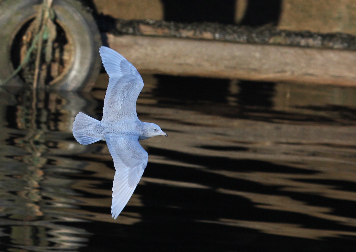 Gaviota Groenlandesa - ML620889629