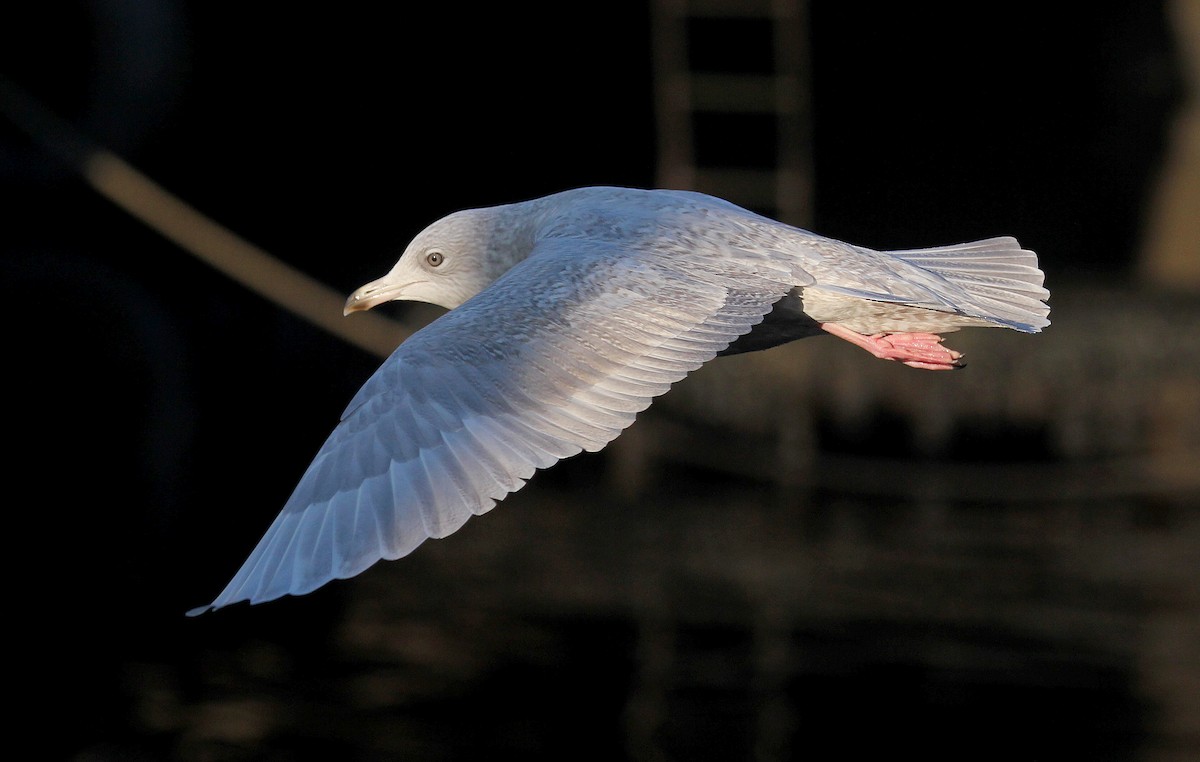 Iceland Gull - ML620889630