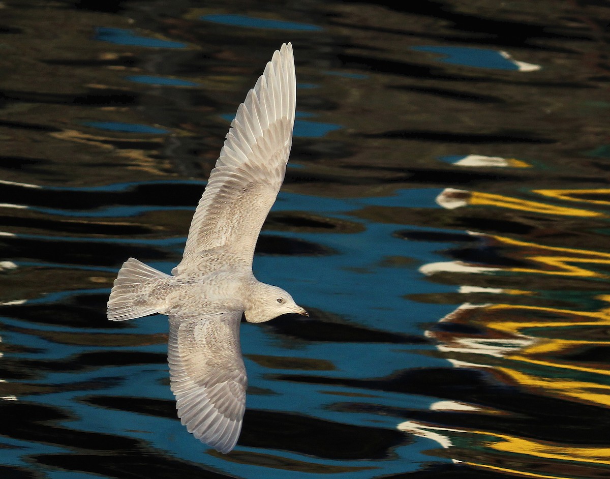 Iceland Gull - ML620889631