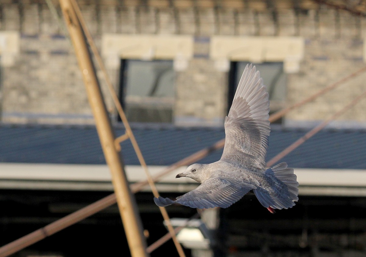 Gaviota Groenlandesa - ML620889632