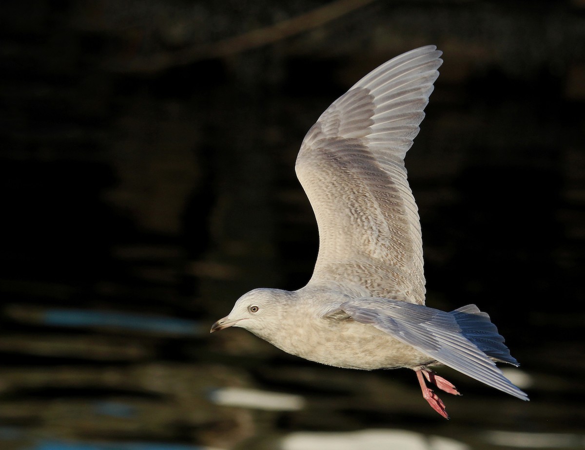 Iceland Gull - ML620889633