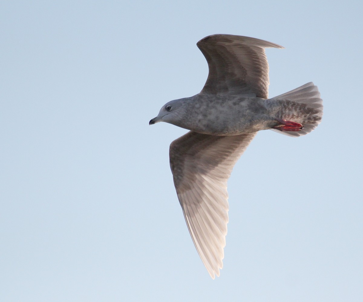 Iceland Gull - ML620889634