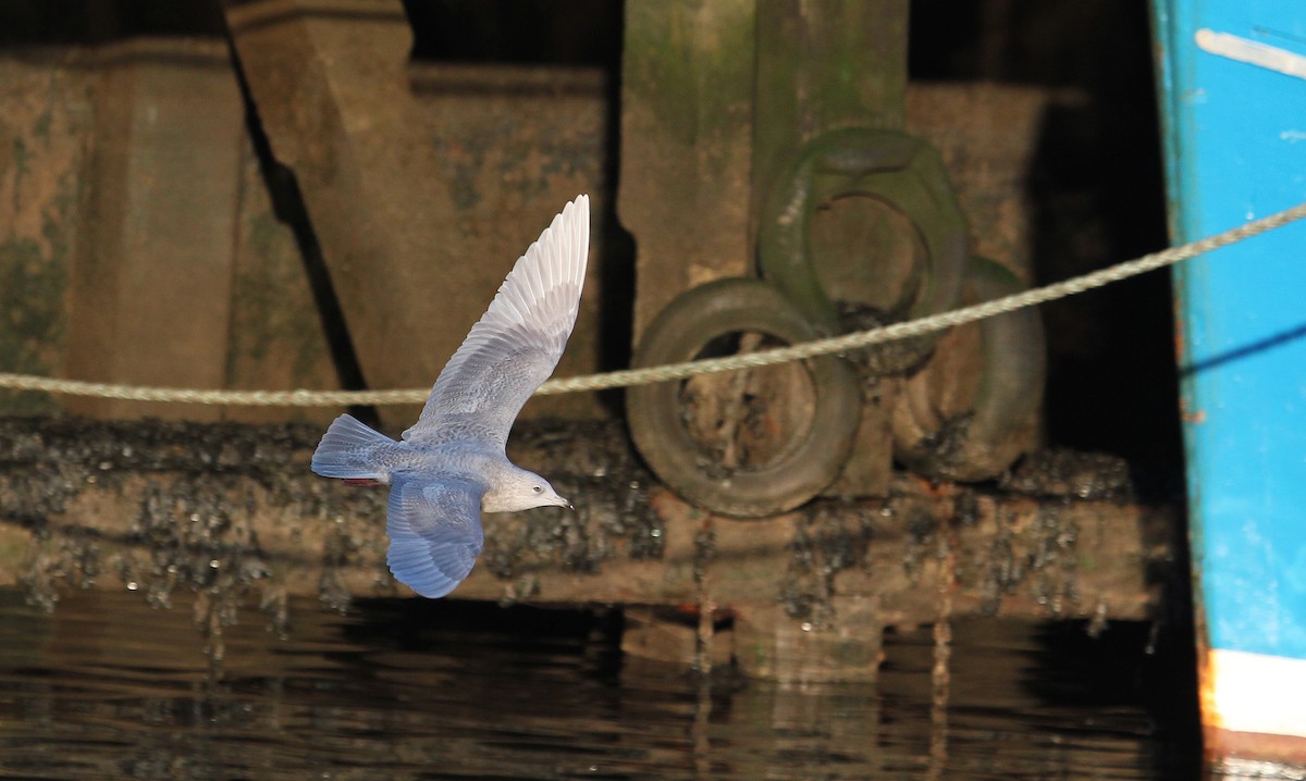 Iceland Gull - ML620889636