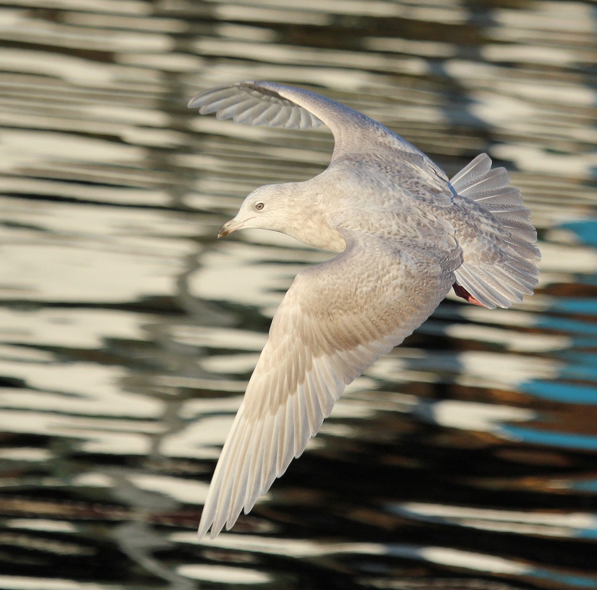 Iceland Gull - ML620889637