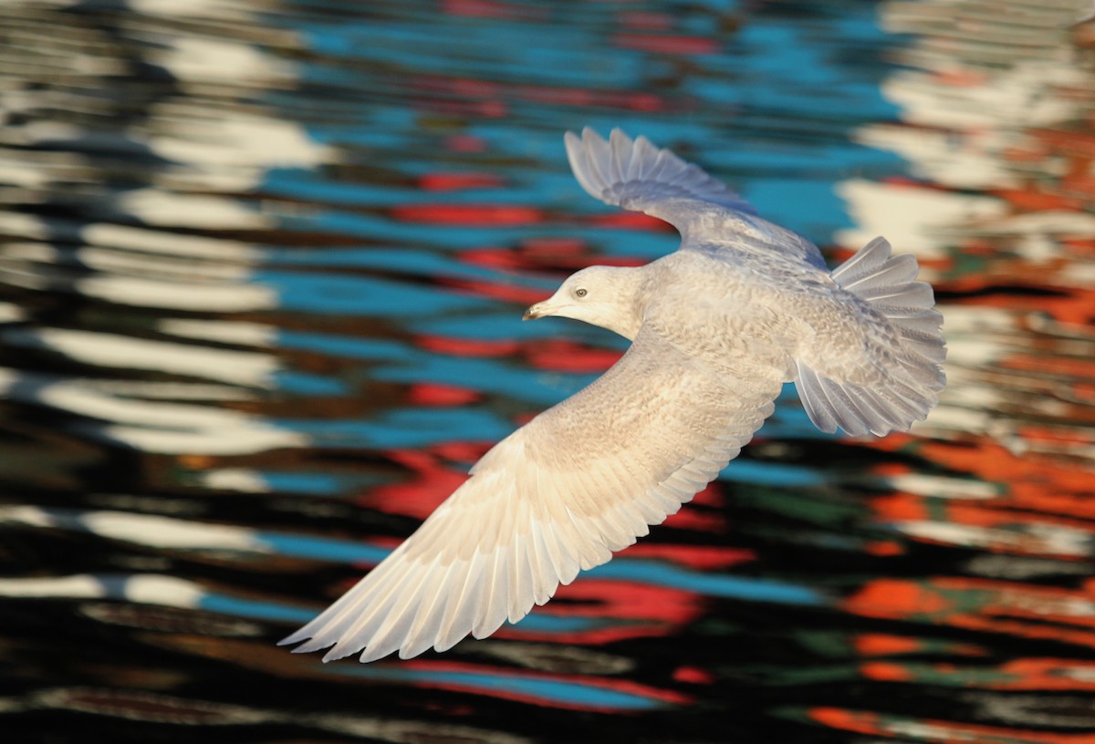 Iceland Gull - ML620889638