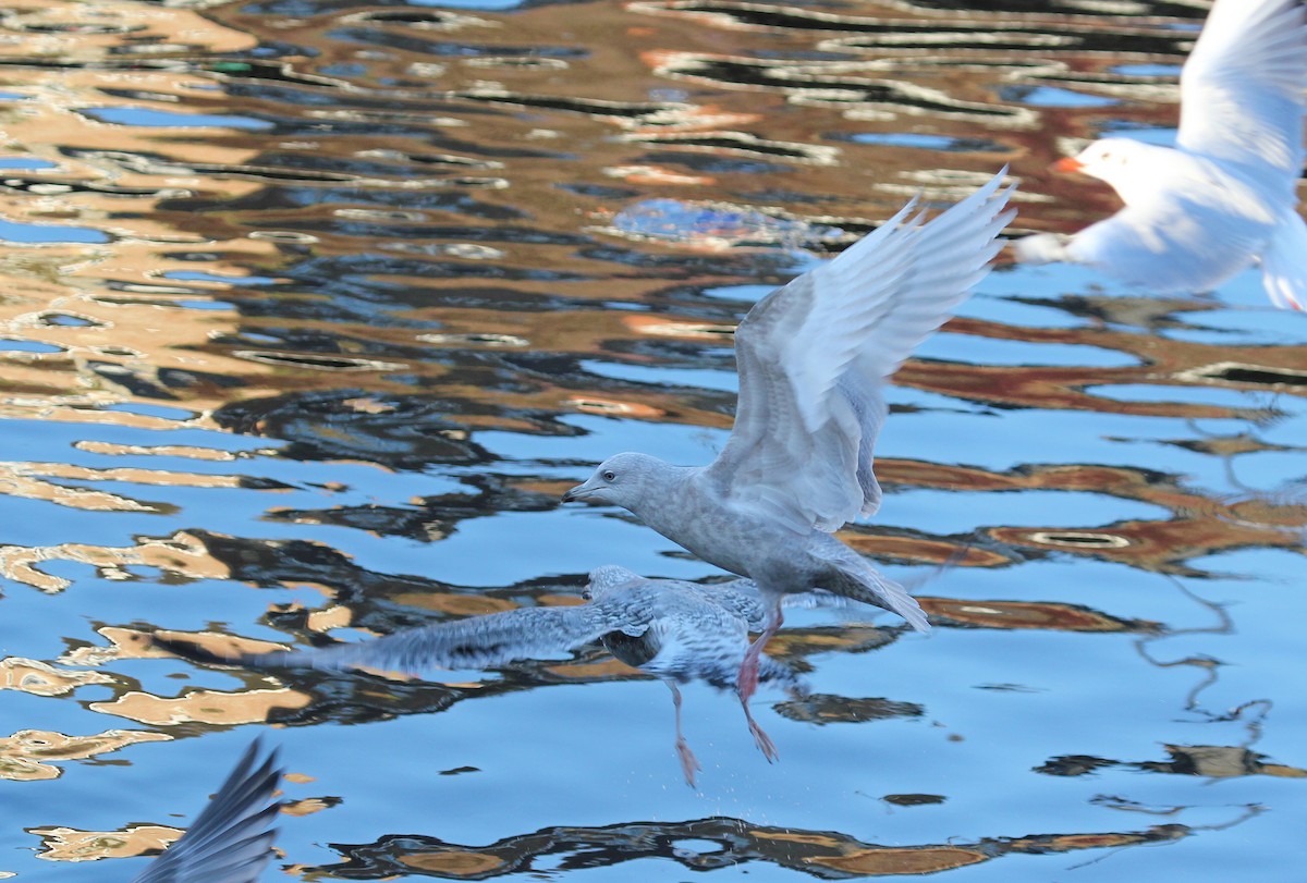 Gaviota Groenlandesa - ML620889639