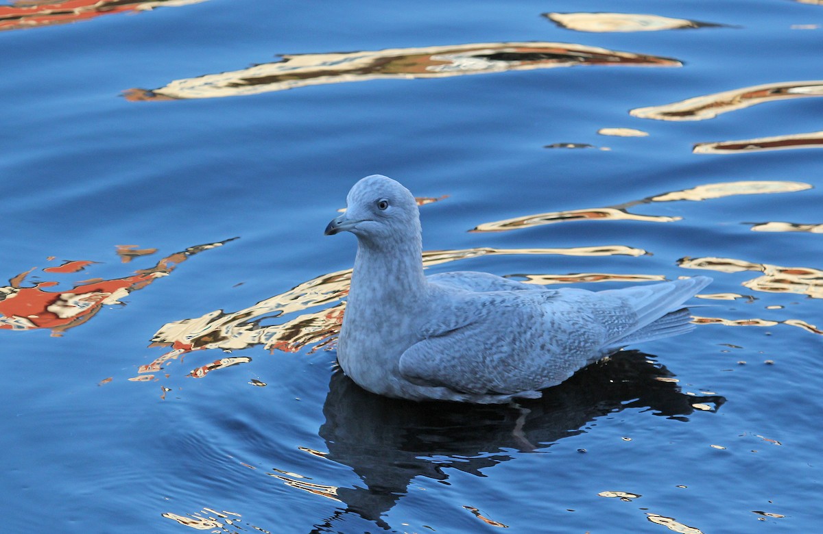 Iceland Gull - ML620889640