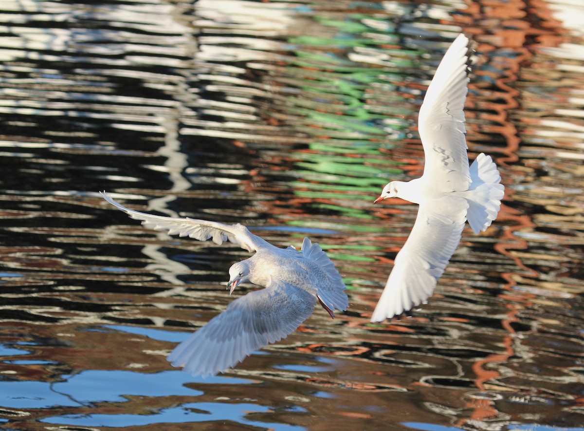 Iceland Gull - ML620889642