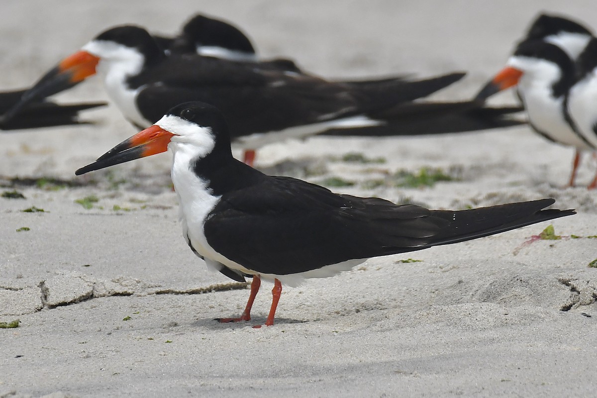 Black Skimmer - ML620889647