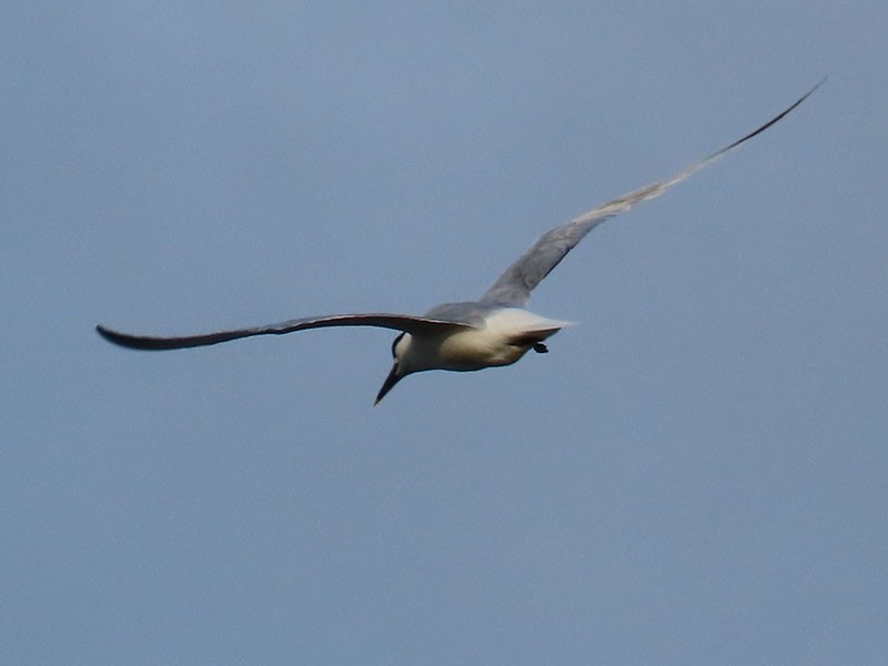 Sandwich Tern (Cabot's) - ML620889648