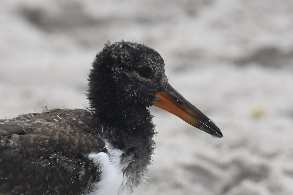 American Oystercatcher - ML620889649