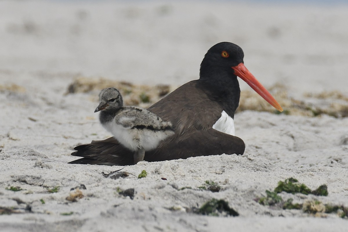 American Oystercatcher - ML620889650