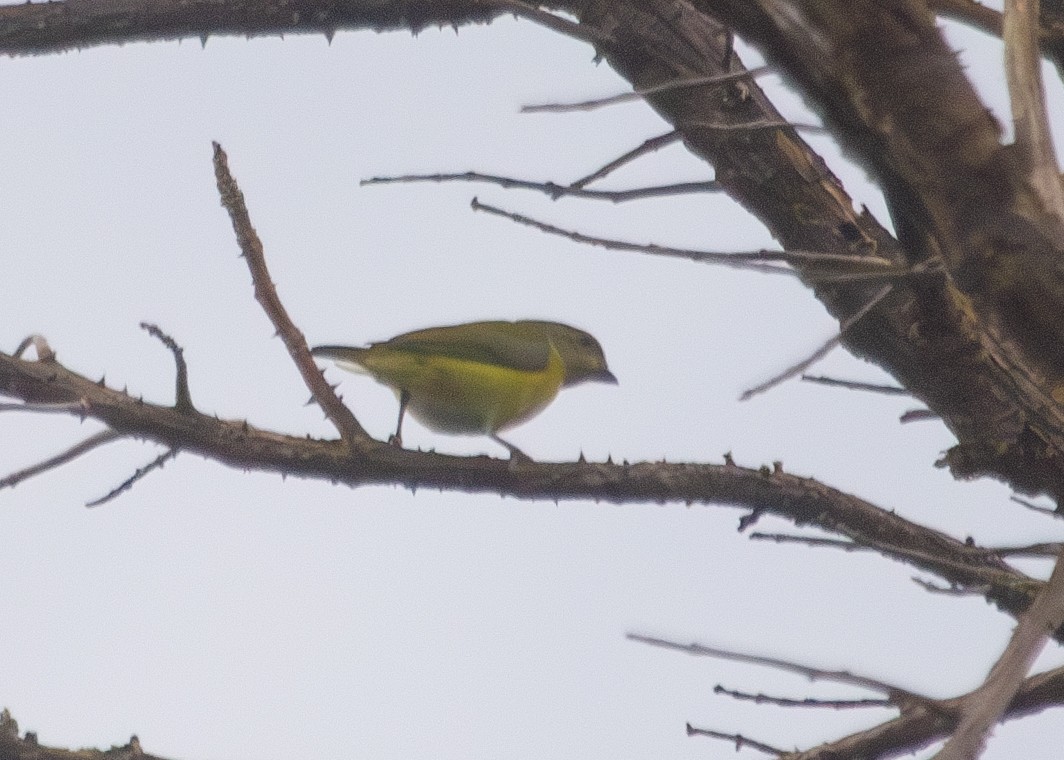 Yellow-throated Euphonia - ML620889651