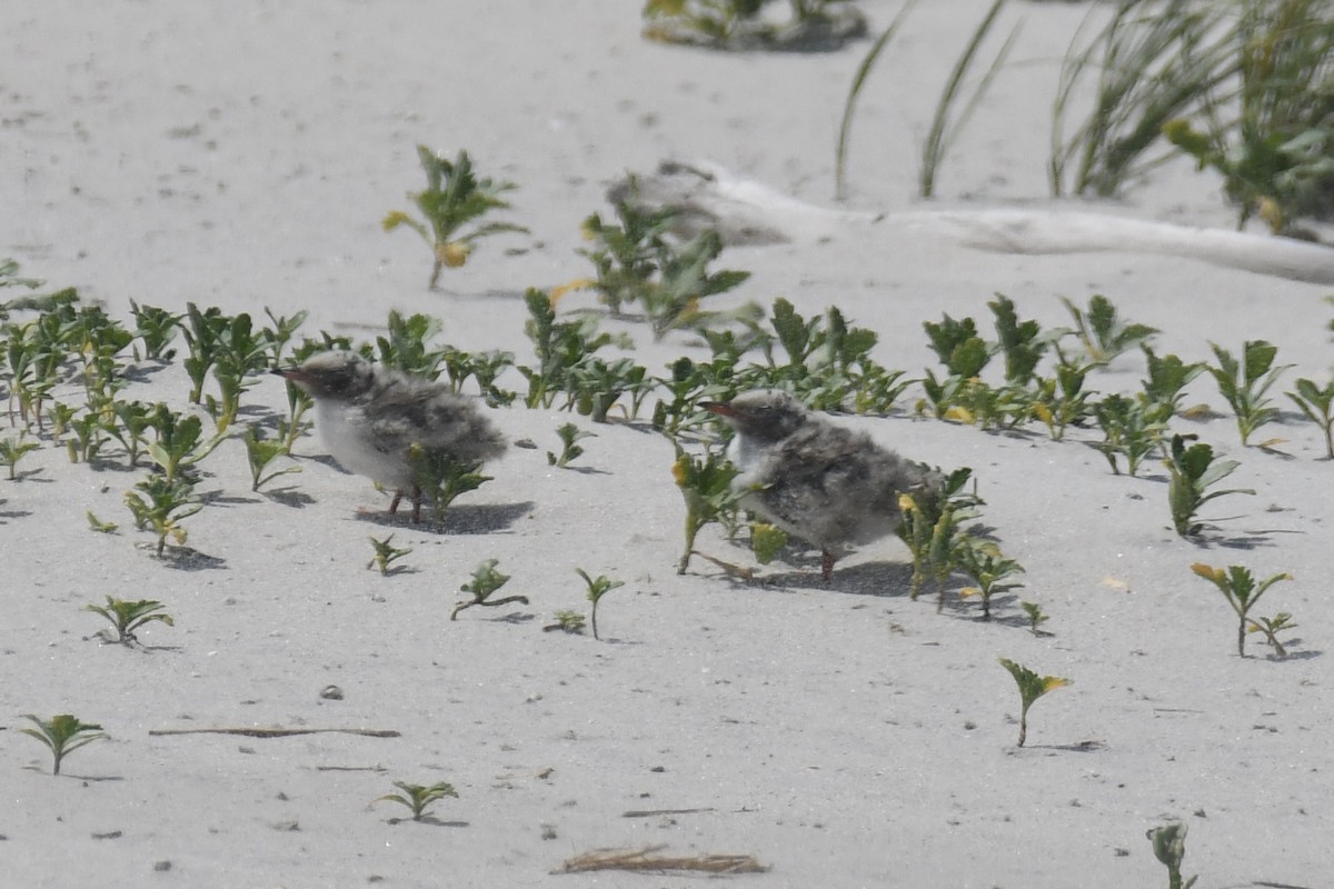 Common Tern - ML620889652