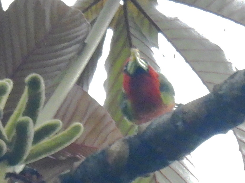 Red-headed Barbet - ML620889653