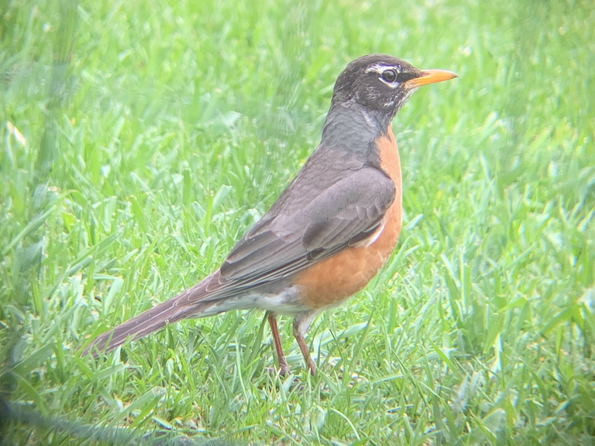 American Robin - ML620889654