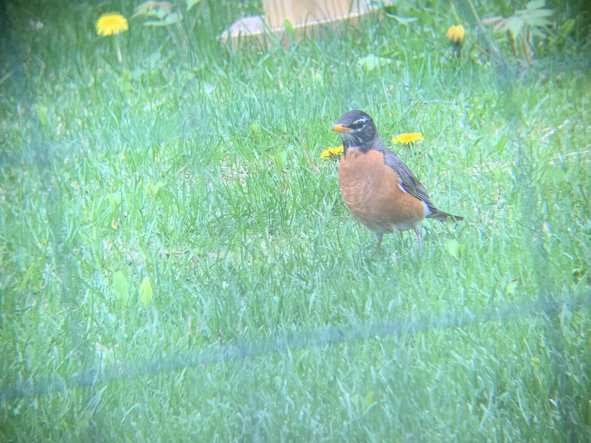 American Robin - ML620889655