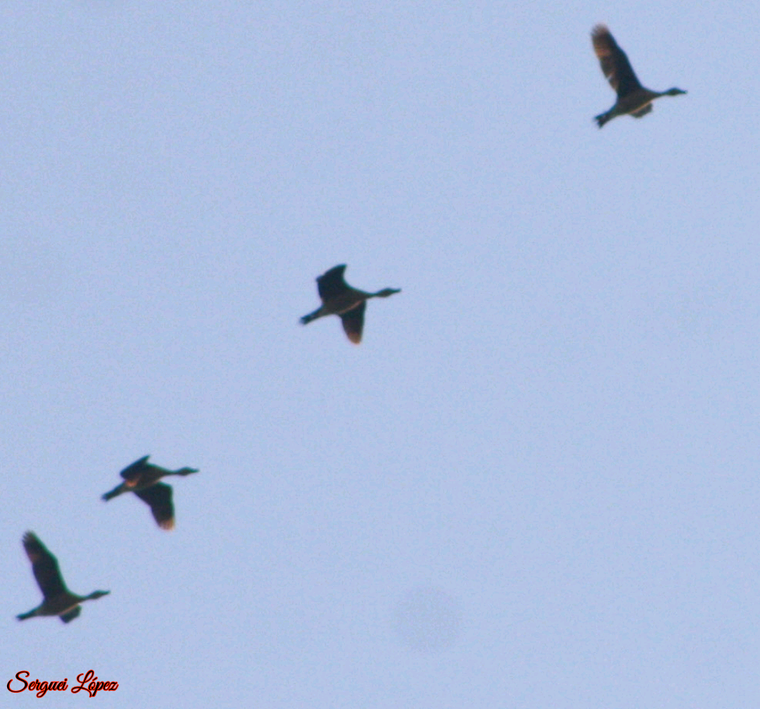 Fulvous Whistling-Duck - ML620889657