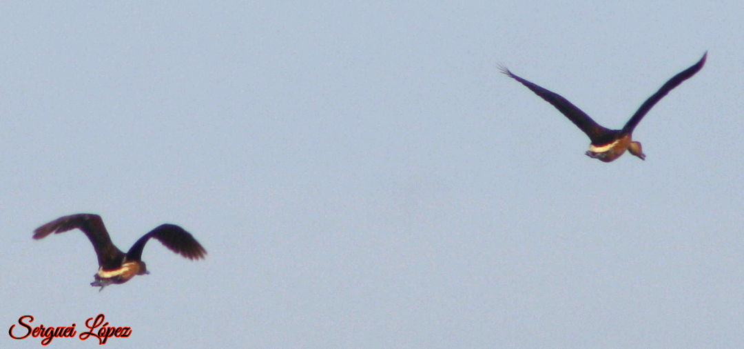 Fulvous Whistling-Duck - ML620889658