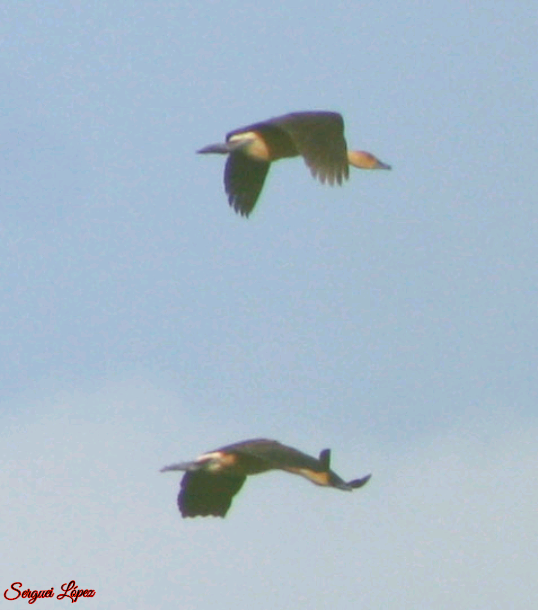 Fulvous Whistling-Duck - ML620889659