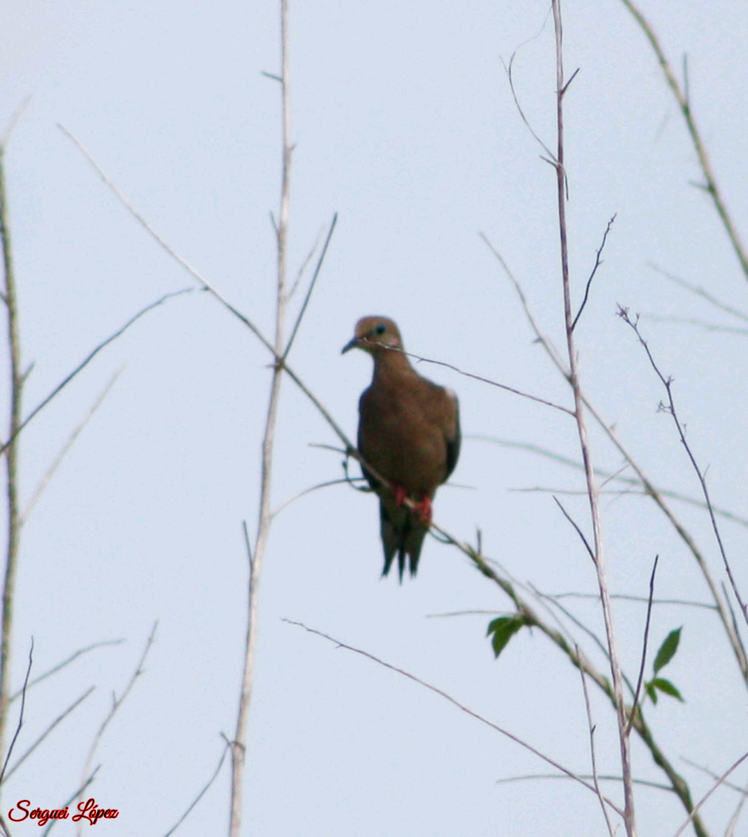 Mourning Dove - ML620889663