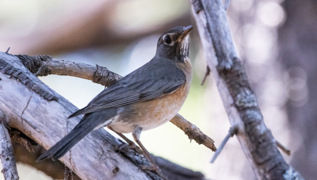 American Robin - ML620889664