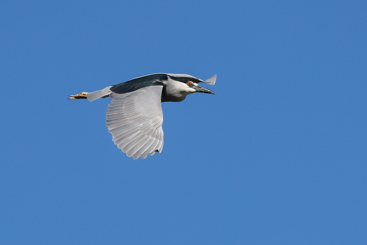 Black-crowned Night Heron - ML620889676