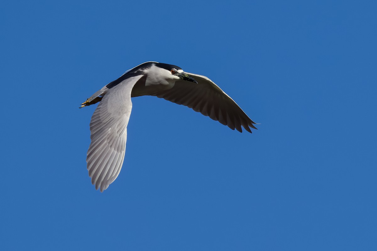 Black-crowned Night Heron - ML620889677