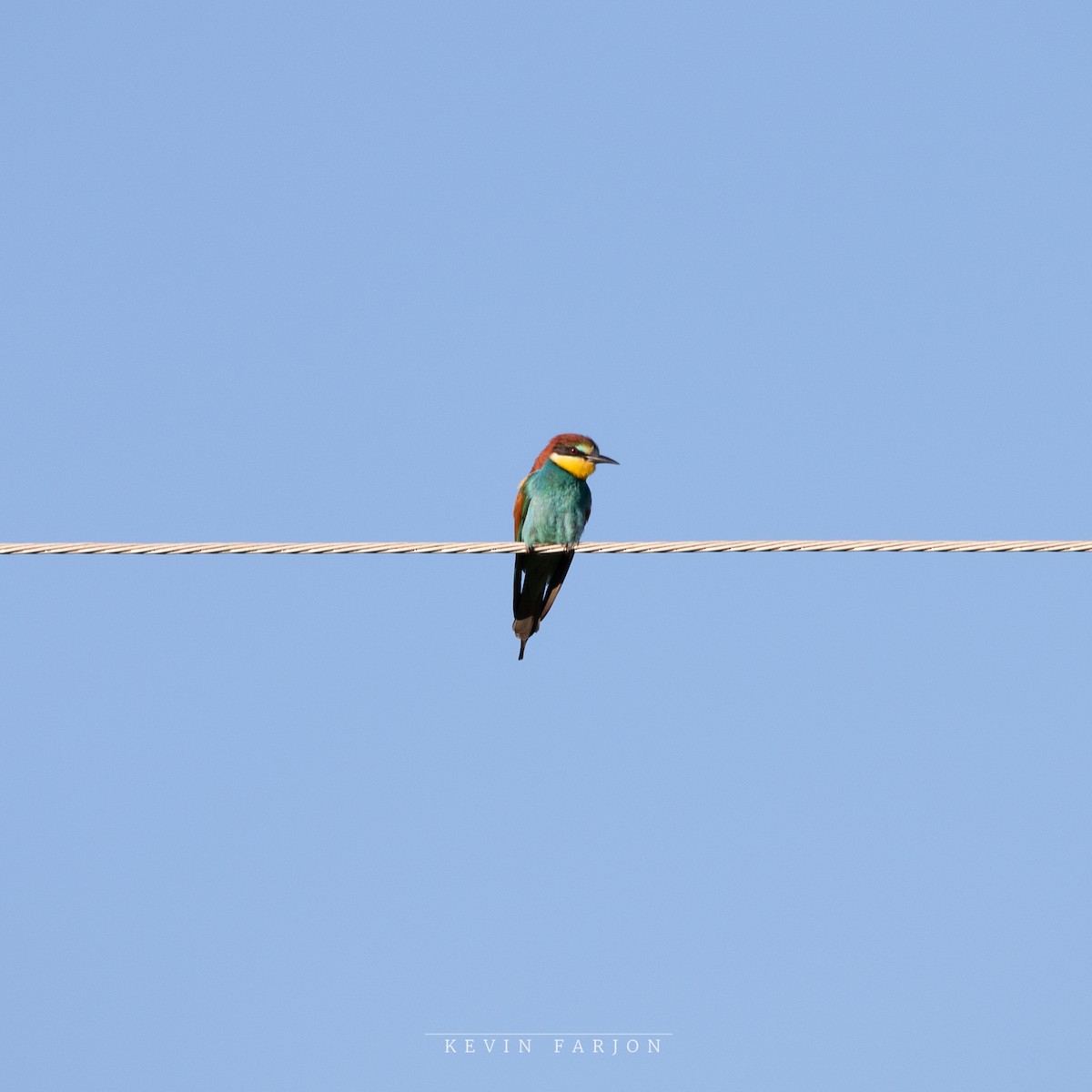 European Bee-eater - ML620889679