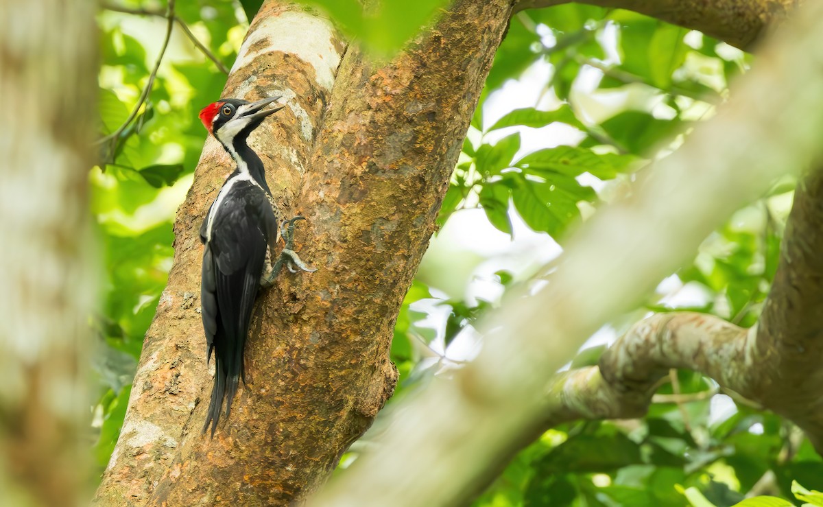 Crimson-crested Woodpecker - ML620889681