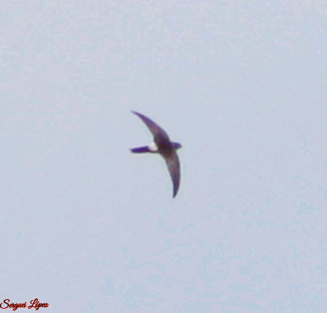 Antillean Palm Swift - Serguei Alexander López Perez