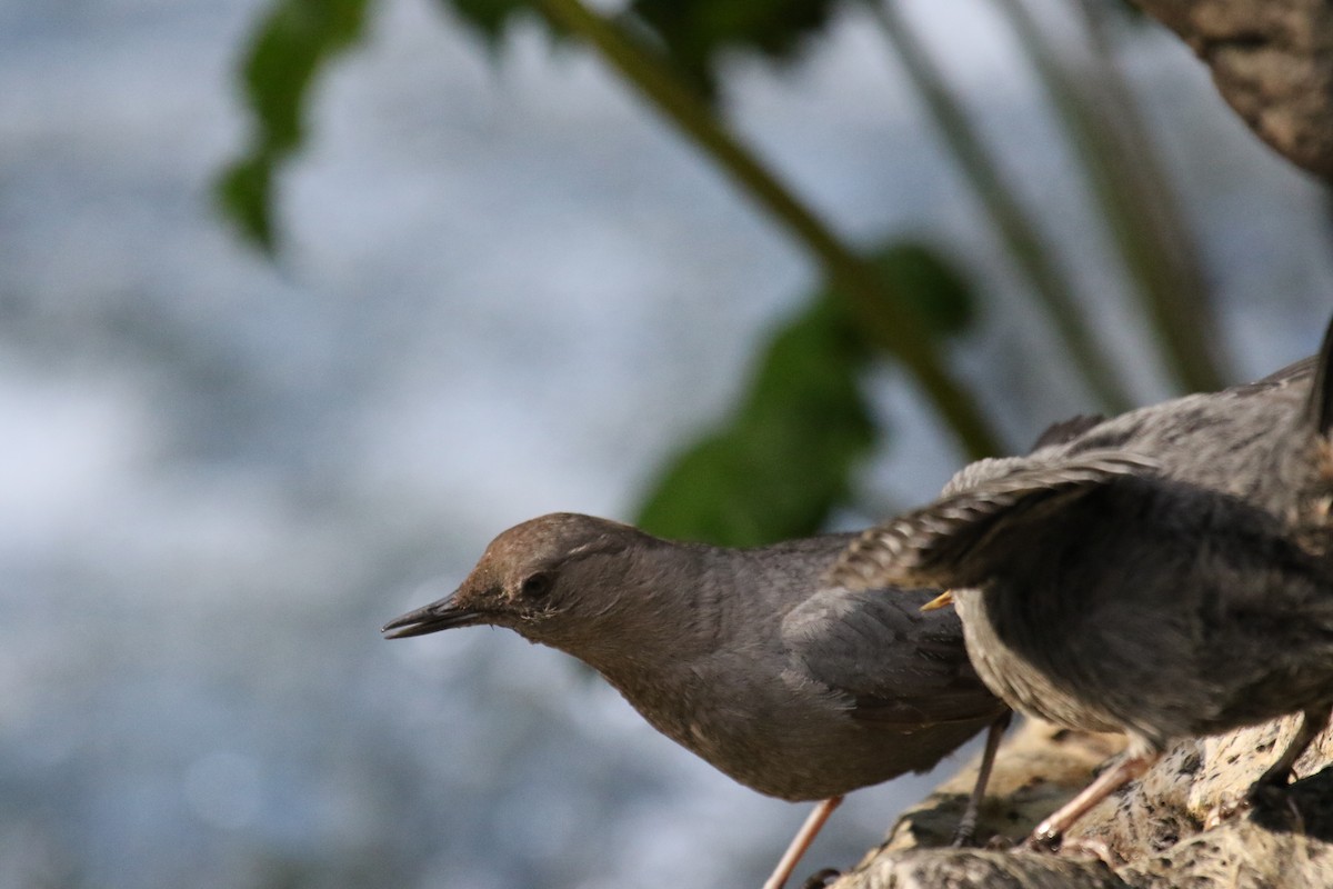 American Dipper - ML620889686