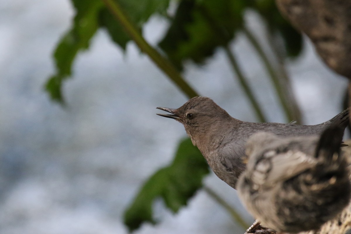 American Dipper - ML620889693