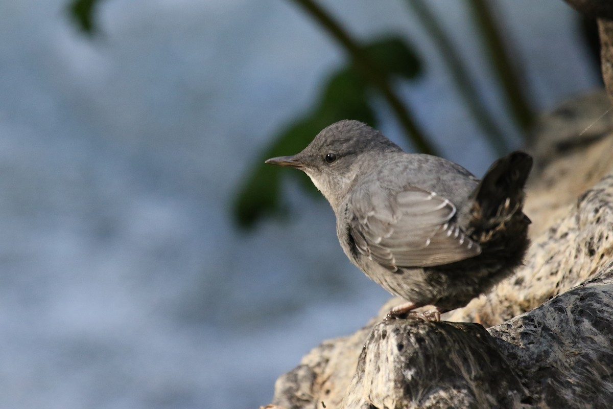 American Dipper - ML620889694