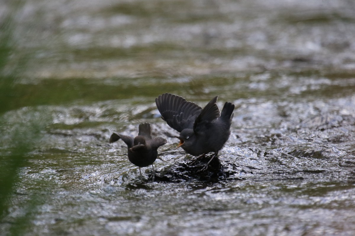 American Dipper - ML620889696