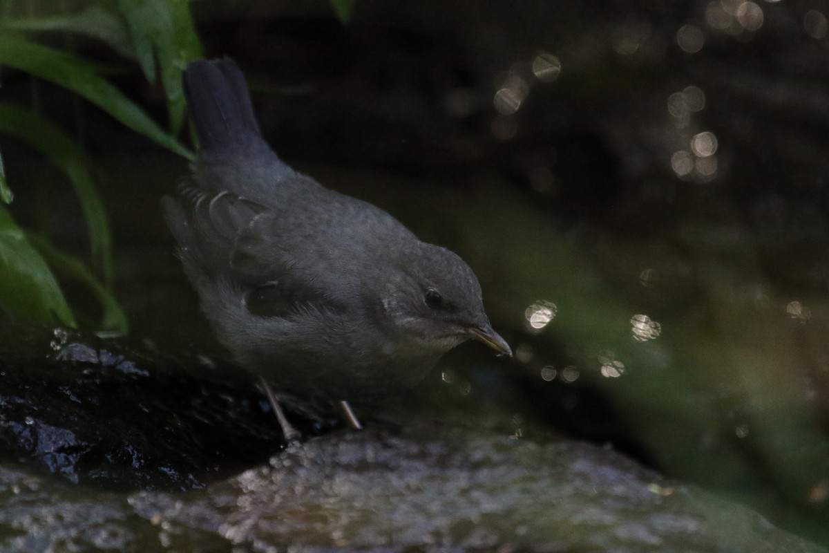 American Dipper - ML620889697