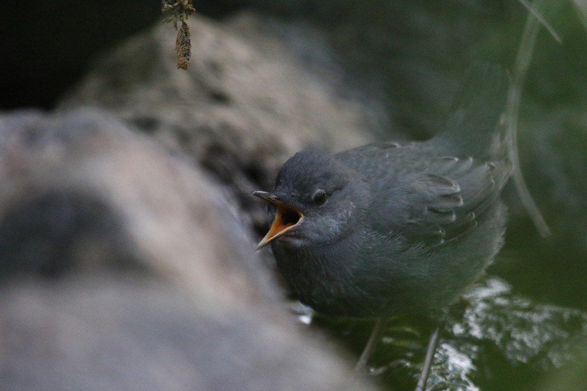 American Dipper - ML620889698