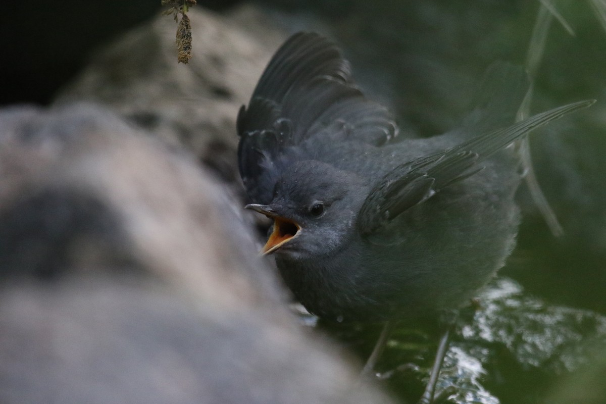 American Dipper - ML620889700