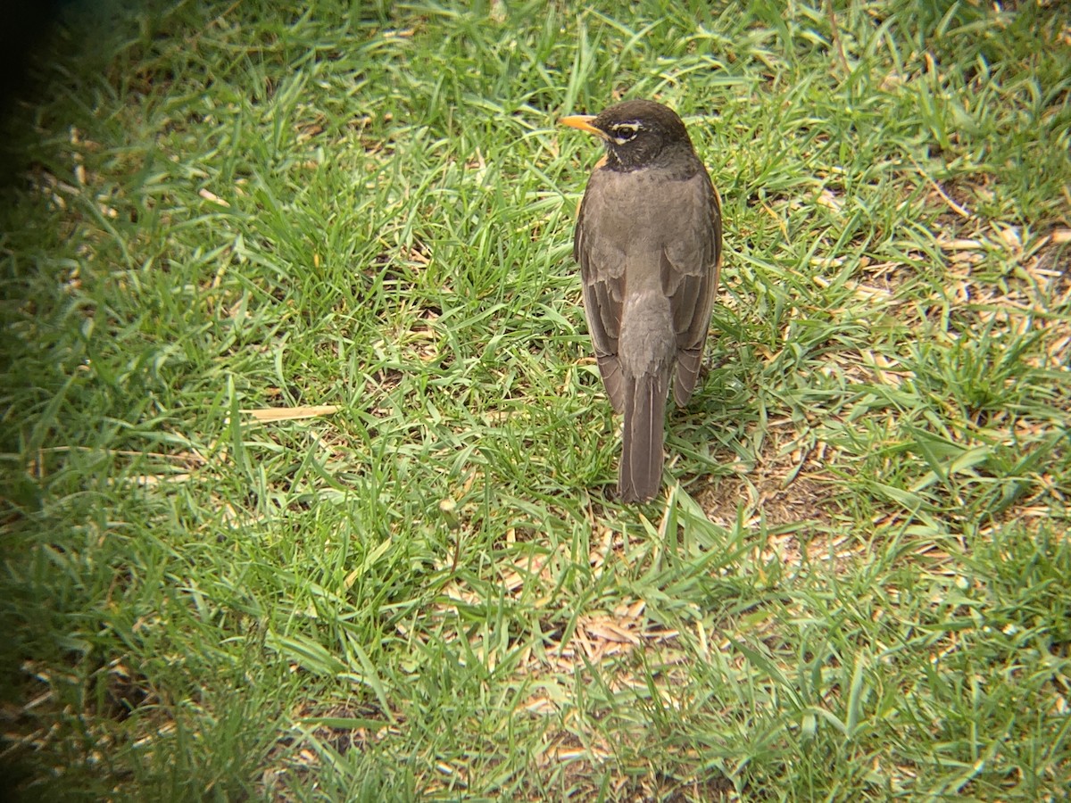 American Robin - ML620889701