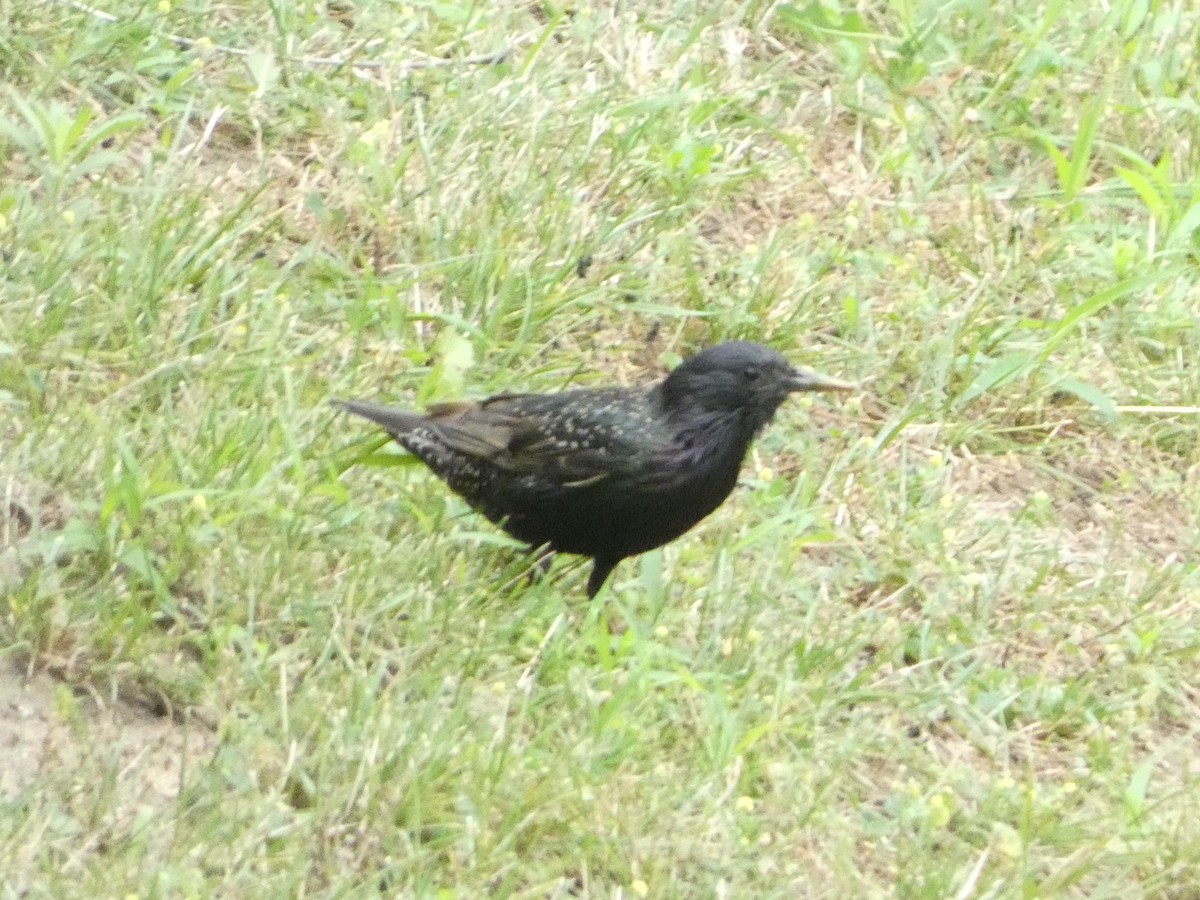 European Starling - ML620889702