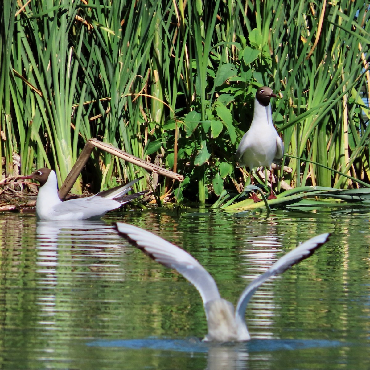 Black-headed Gull - ML620889704