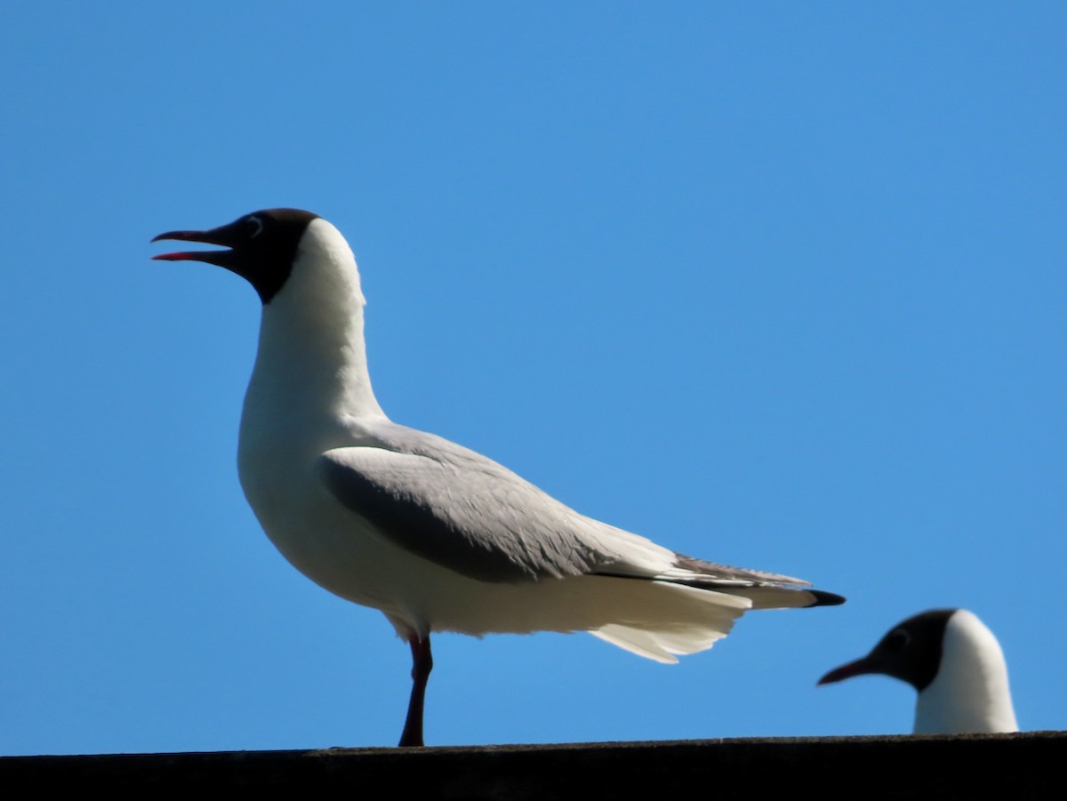 Black-headed Gull - ML620889705