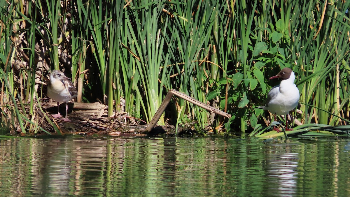 Mouette rieuse - ML620889706